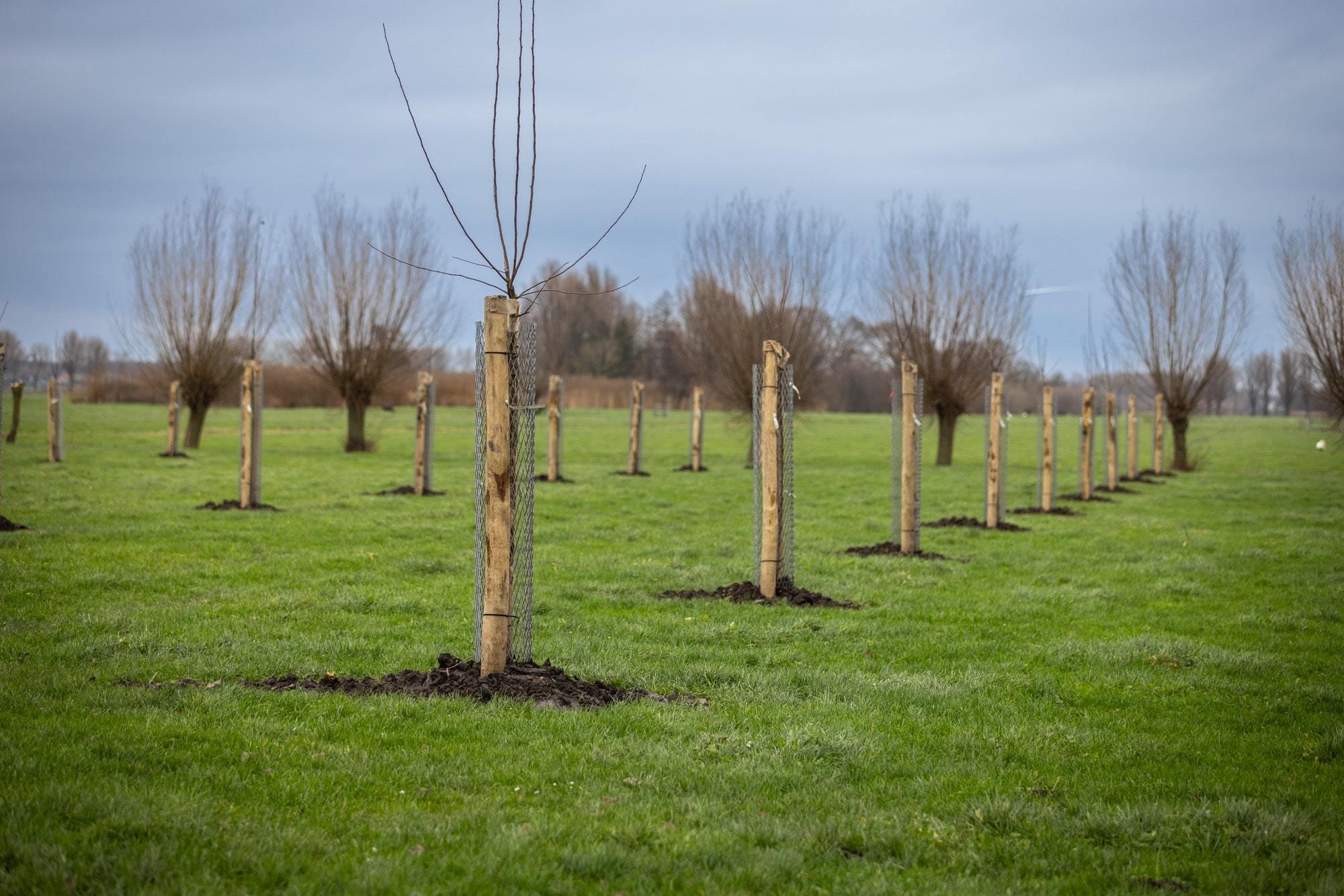 Foto ter illustratie: geplante bomen